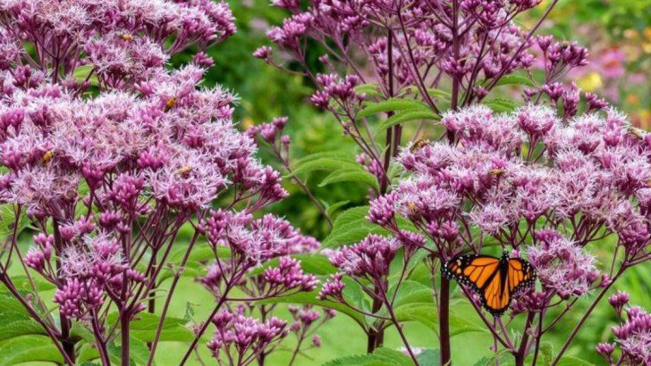 23 Underused Perennials You’ve Been Overlooking for Your Garden