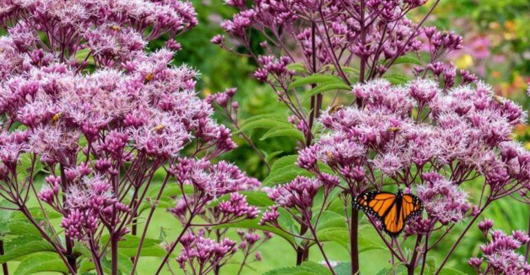 23 Underused Perennials You’ve Been Overlooking for Your Garden