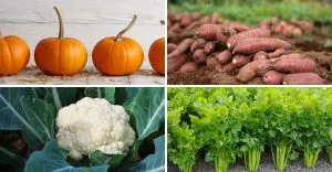 vegetables-that-will-never-thrive-in-small-spaces