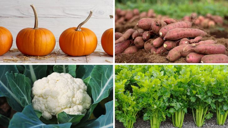 24 Vegetables That Will Never Thrive in Small Spaces