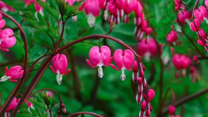 25 Plants You Should Avoid Pruning in Early Spring – Learn Why