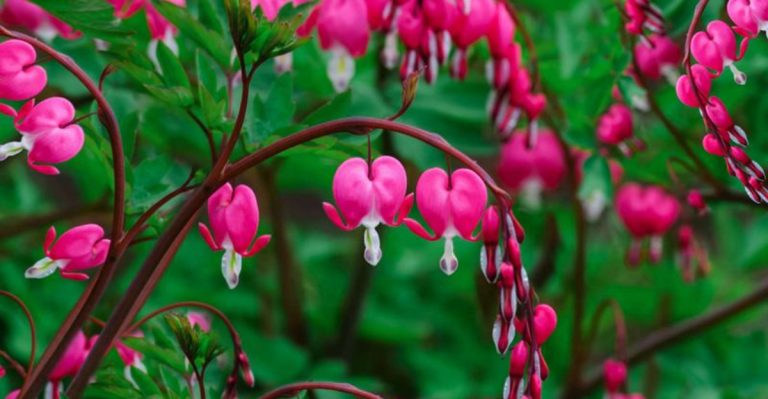 25 Plants You Should Avoid Pruning in Early Spring – Learn Why