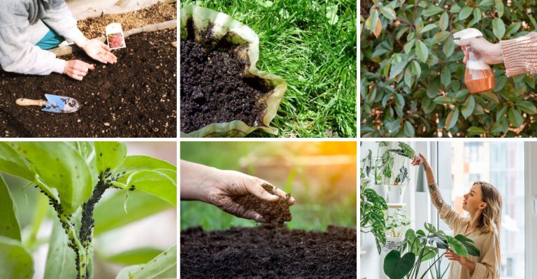 common-garden-myths-that-might-surprise-you