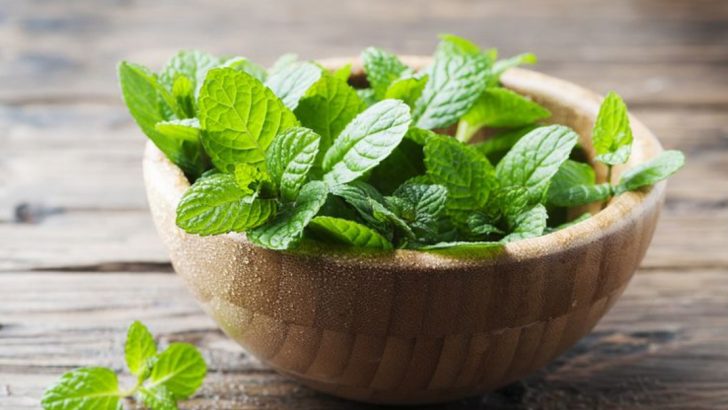 24 Essential Herbs Every Gardener Should Grow