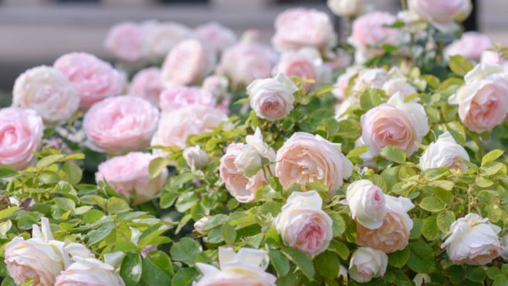 11 Favorite Plants from Royal Gardens Throughout History