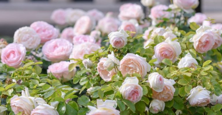 11 Favorite Plants from Royal Gardens Throughout History