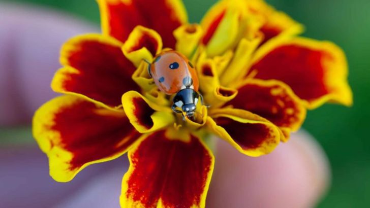 25 Plants That Draw Ladybugs to Your Garden – and Help Keep Pests Away