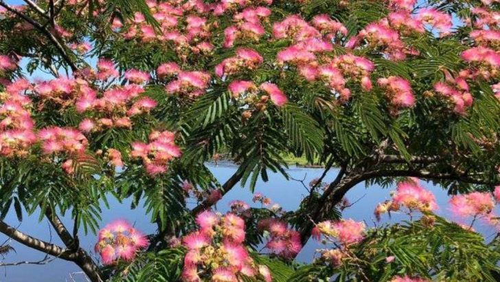 13 Popular Trees You Should Never Plant Near Your House