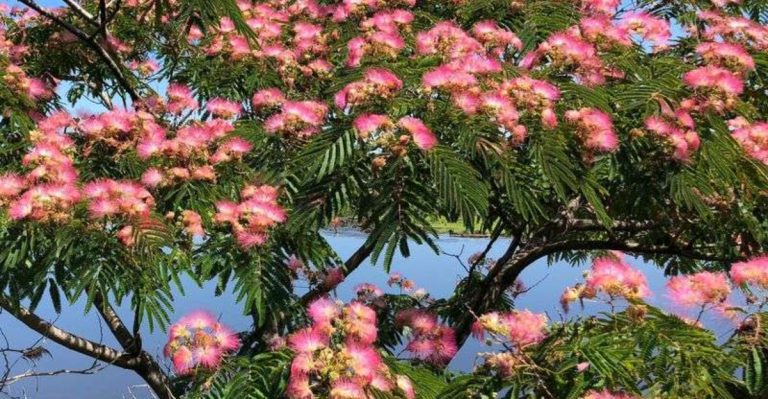 13 Popular Trees You Should Never Plant Near Your House