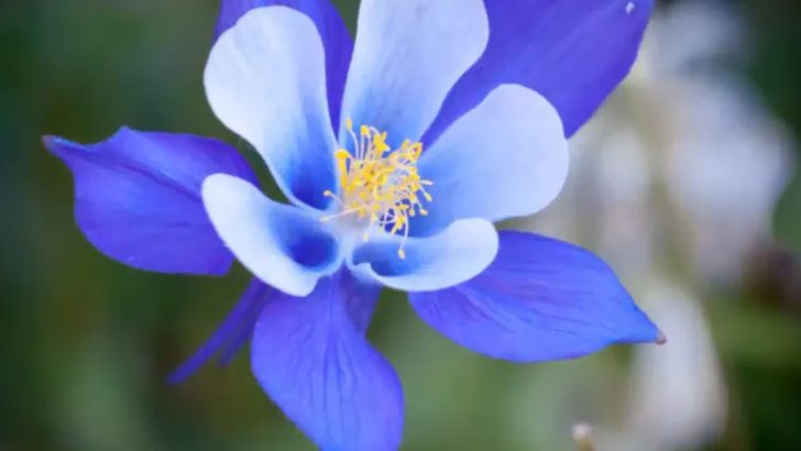 25 Top Native Plants of the Mountain West