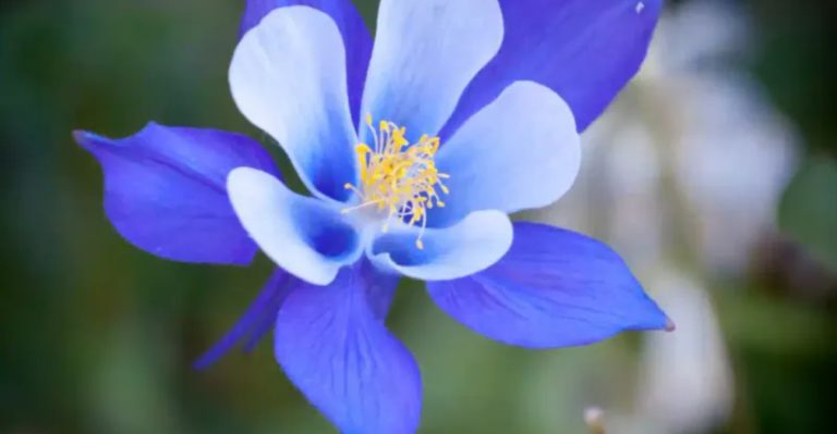 25 Top Native Plants of the Mountain West