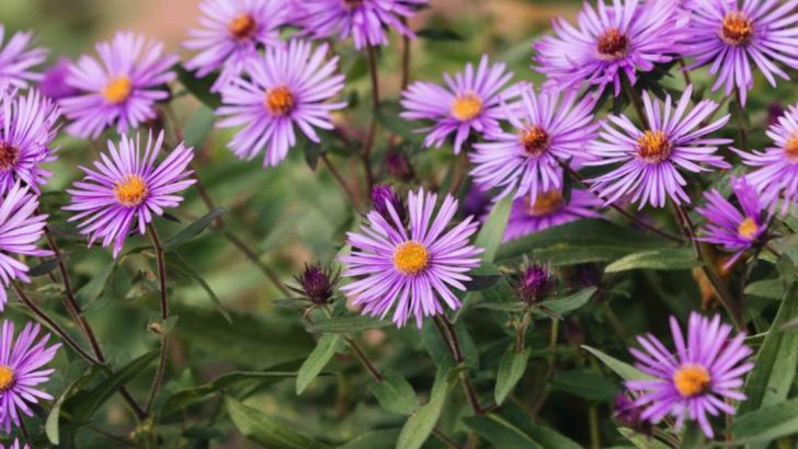 25 Top Native Plants of the Northeast