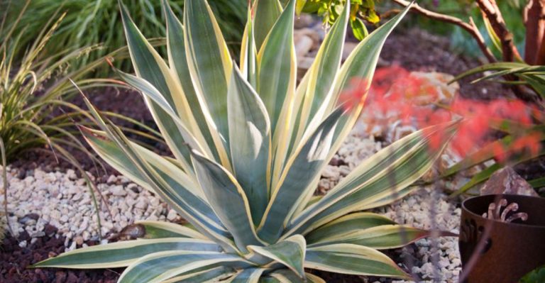 25 Tough Flowers for California Gardens That Are Hot and Dry