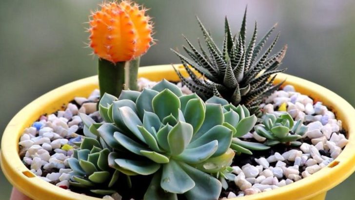 26 Therapeutic Gardening Activities for Mental Well-being