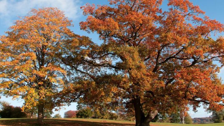 26 Underrated Trees That Deserve a Place in Your Yard