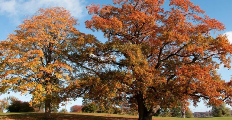 26 Underrated Trees That Deserve a Place in Your Yard