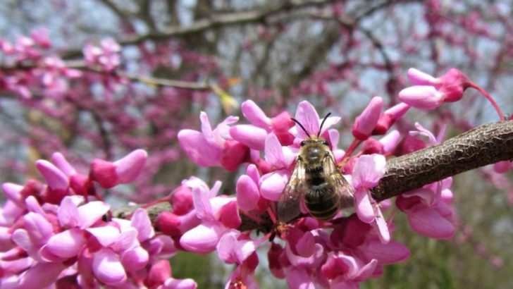 9 Award-Winning Landscape Plants for Georgia Gardens