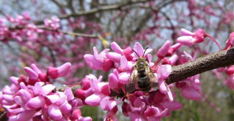 9 Award-Winning Landscape Plants for Georgia Gardens