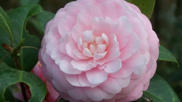 20 Best Plants for Mississippi Landscapes