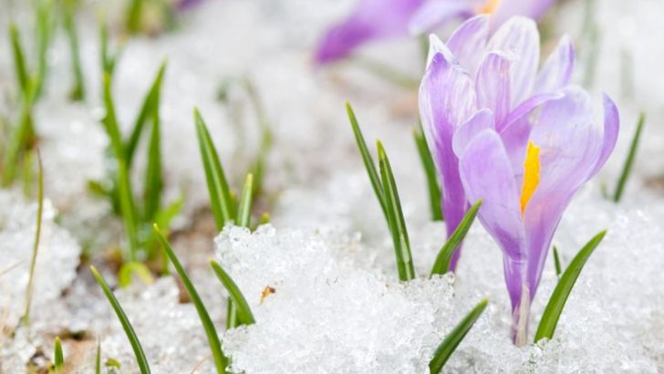 13 Flowers That Can Survive Harsh Winters and Bloom in Spring