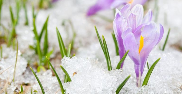 13 Flowers That Can Survive Harsh Winters and Bloom in Spring