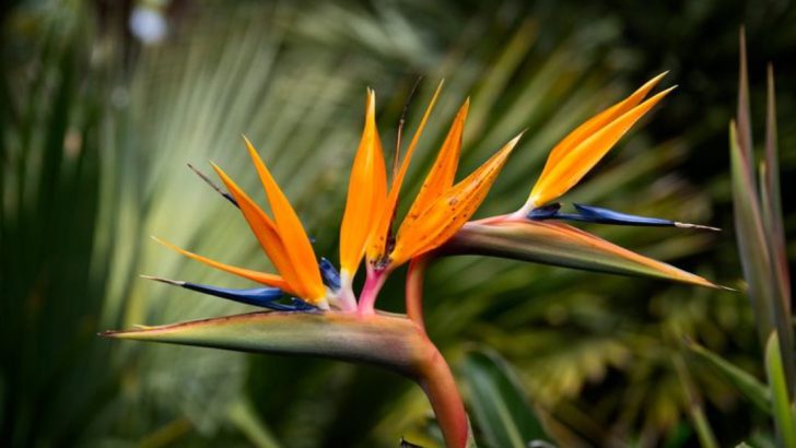 25 Must-Have Plants for Stunning Florida Landscapes