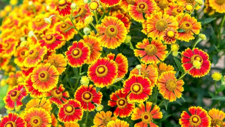 27 Perennial Flowers That Keep Your Garden Blooming from Spring to Fall