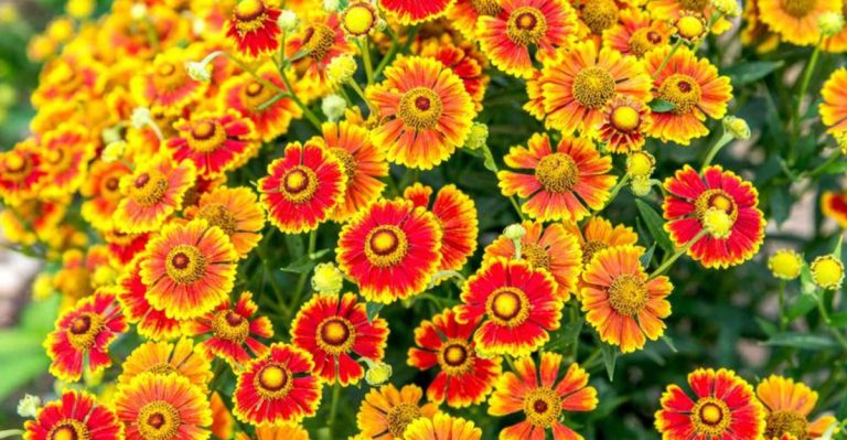 27 Perennial Flowers That Keep Your Garden Blooming from Spring to Fall