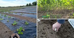 27 Vegetables To Grow This Spring So Easy, You&rsquo;ll Wonder Why You Waited