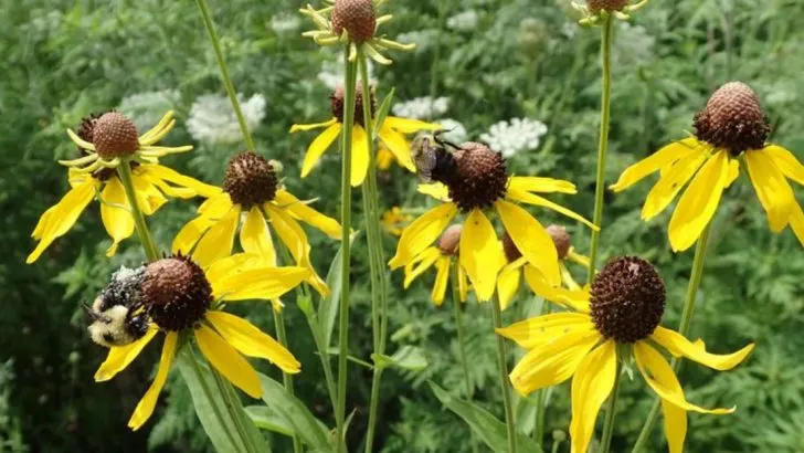 19 Low-Maintenance Perennials of Colorado and Other Mountain West States