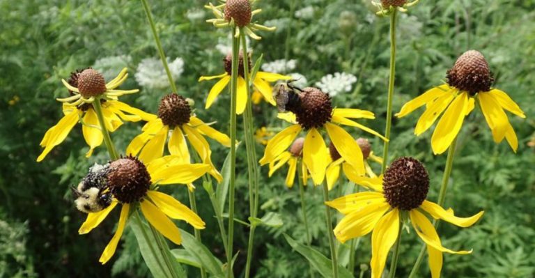 19 Low-Maintenance Perennials of Colorado and Other Mountain West States