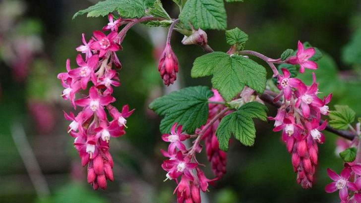 27 Native Plants That Belong in Every Pacific Northwest Garden