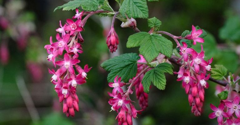 27 Native Plants That Belong in Every Pacific Northwest Garden