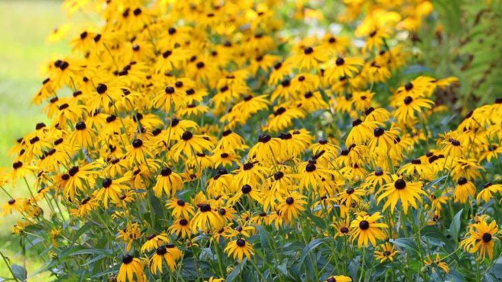 22 Vibrant Yellow Perennials That Brighten Up Any Landscape