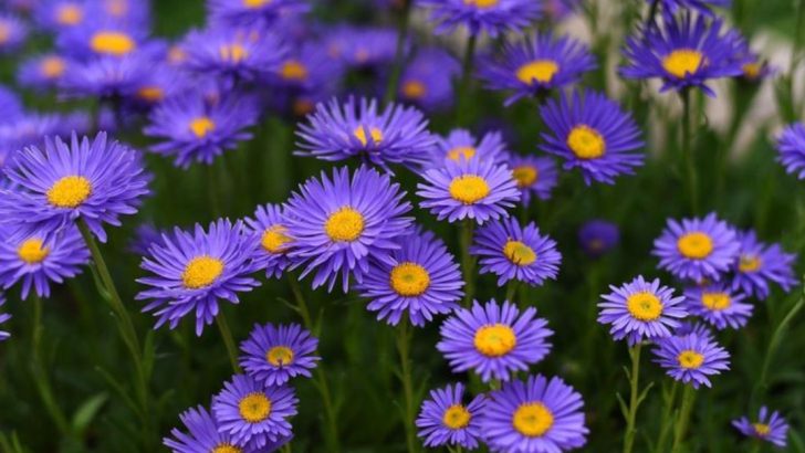 28 Stunning Blue Perennials That Bring Cool Elegance to Your Garden