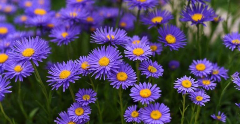 28 Stunning Blue Perennials That Bring Cool Elegance to Your Garden