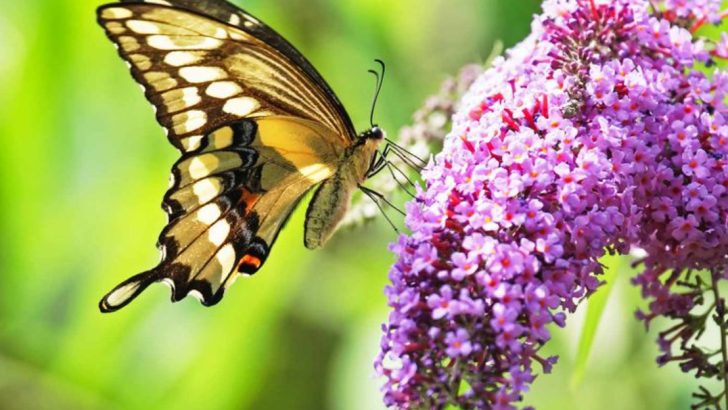 30 Incredible Plants to Attract Birds and Beautify Your Garden