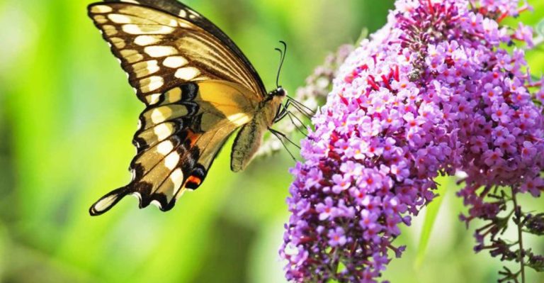 30 Incredible Plants to Attract Birds and Beautify Your Garden