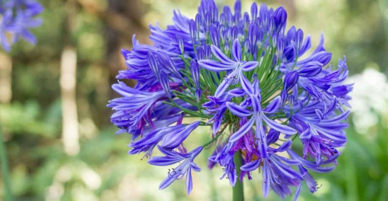15 Low-Maintenance Perennials That Thrive in Southern Gardens