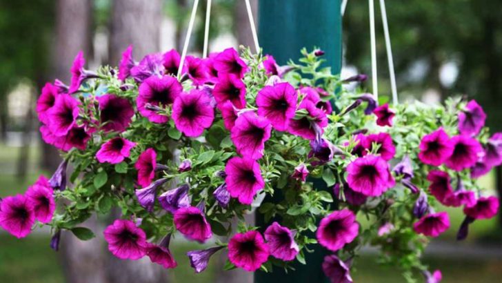 34 Breathtaking Spring Flowers That Will Transform Your Garden