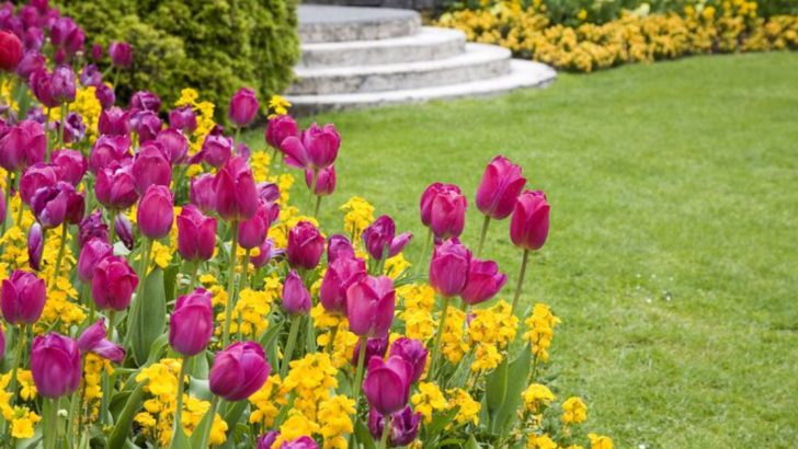 34 Stunning Spring Flowers to Elevate Your Garden’s Aesthetics