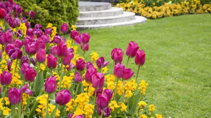 34 Stunning Spring Flowers to Elevate Your Garden’s Aesthetics