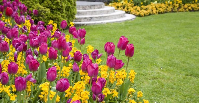 34 Stunning Spring Flowers to Elevate Your Garden’s Aesthetics