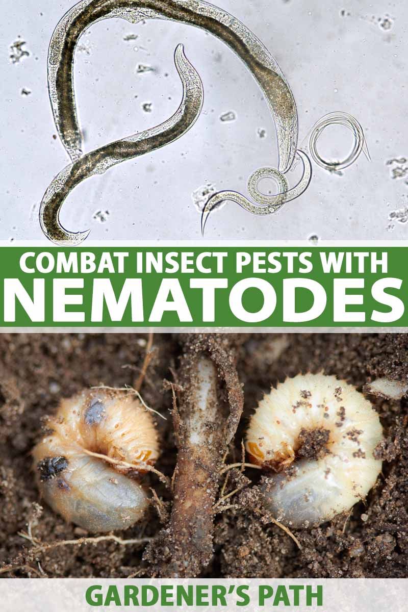 4. Apply Beneficial Nematodes