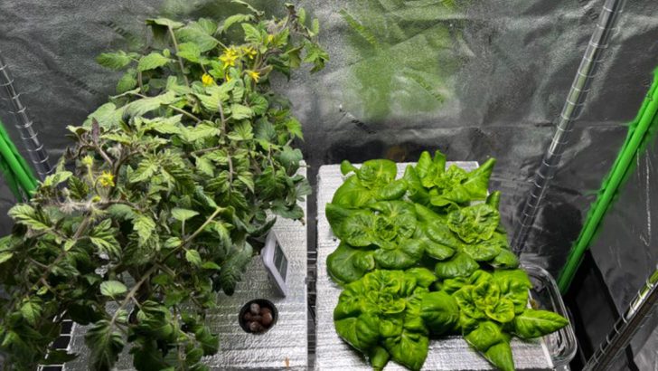 5 Best Things to Grow in a Grow Tent Year-Round