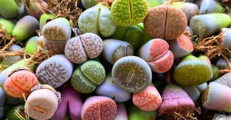 9 Rare and Unusual Plants That Will Impress Any Gardener