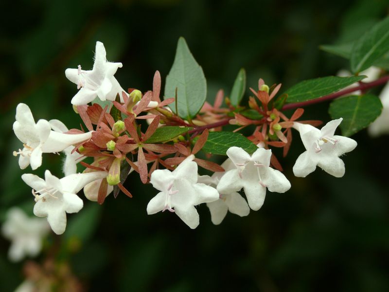 Abelia