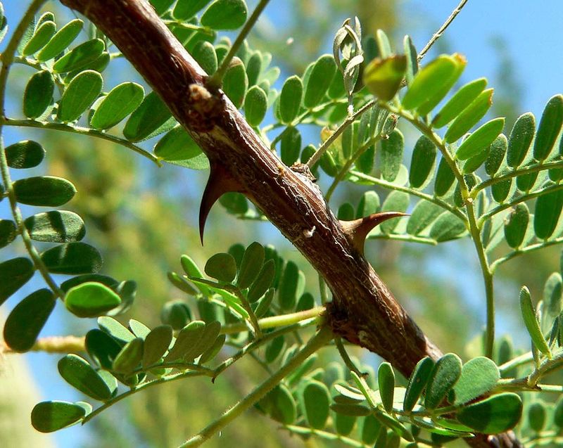 Acacia