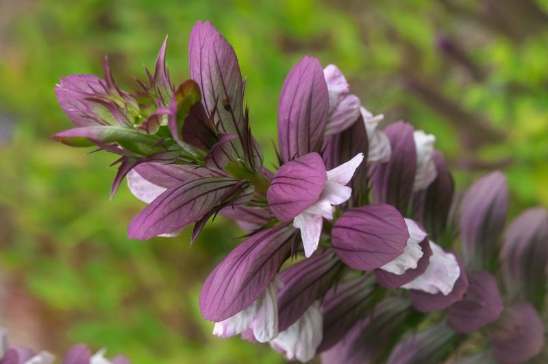 Acanthus mollis (Bear's Breeches)