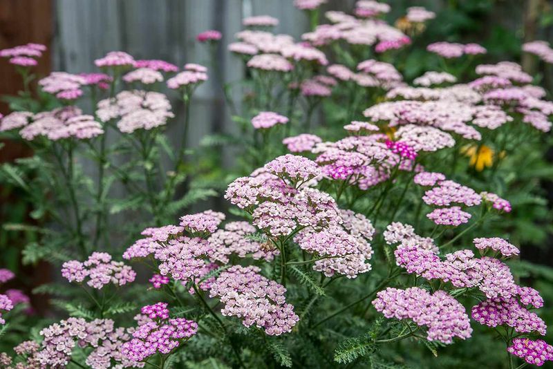 Achillea (Yarrow)